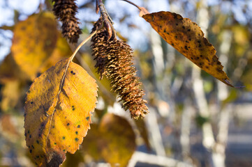 Yellow and dry leaves of autumn birches.