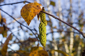 Yellow and dry leaves of autumn birches.