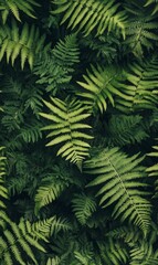 Lush dark green ferns tightly packed, showing rich textures and deep shadows, minimal light, full-frame composition