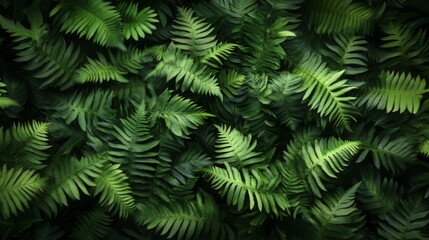 Lush dark green ferns tightly packed, showing rich textures and deep shadows, minimal light, full-frame composition
