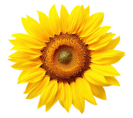 PNG Sun flower sunflower plant white background.