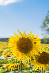Fototapeta premium 北海道 北竜町のひまわり畑