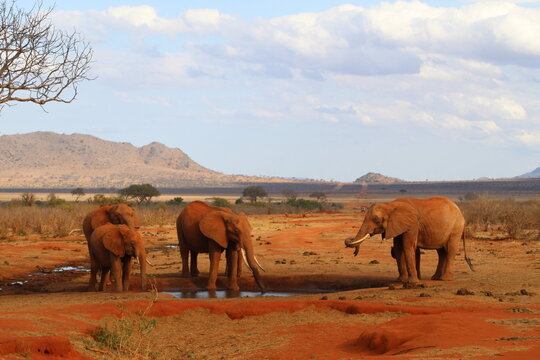 Elephants dans le parc Tsavo, KENYA 