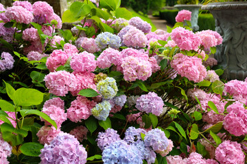 Beautiful pink hydrangea blooming in the English garden