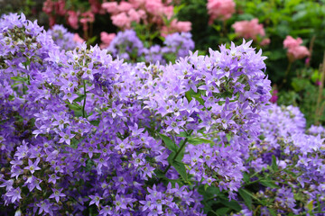 Obraz premium Purple Campanula bellflowers blooming in the garden