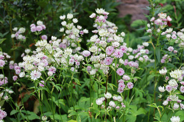 White and pink Astrantia flowers blooming in a garden