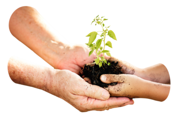 Family planting tree png sticker isolated image, transparent background