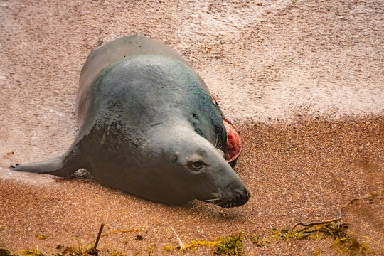 Sad sighting of seal having lost a flipper/limb from a white shark attack, Perc&eacute;, Gasp&eacute;sie peninsula, Quebec, Canada