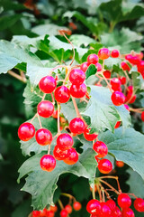 Red berries of viburnum growing on a branch. Close-up, selective focus. Beautiful natural background.