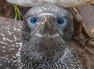 Close up portrait of a young northern gannet chick, Bonaventure Island National Park, Percé, Gaspésie peninsula, Quebec, Canada