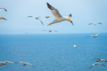 Huge colonies of northern gannets breeding at the edge of cliffs on Bonaventure Island, Percé,...