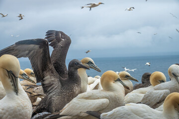 Eager to take off, a northern gannet chick spreading and flapping its wings in a crowded breeding colony, Bonaventure Island, Percé, Gaspésie peninsula, Quebec, Canada