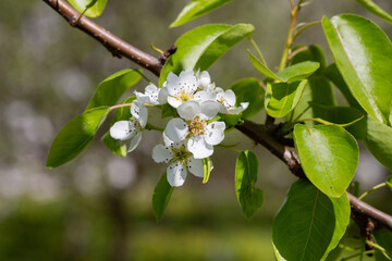 Fototapeta premium A blooming apple tree. Pink and white apple blossoms on a branch in spring. Floral spring and summer background.