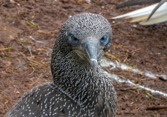Portrait of a northern gannet chick posing for the camera, Bonaventure Island National Park, Percé, Gaspésie peninsula, Quebec, Canada