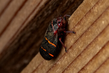 bug on the ground, two-lined spittlebug