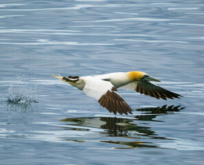 Northern Gannet hovering over the waters of the the Guld of St. Lawrence, Percé, Gaspésie peninsula, Quebec, Canada