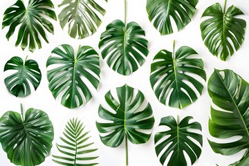 Fototapeta premium A variety of tropical leaves on a white surface