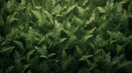 Dense carpet of ferns filling the frame, deep shadows and subtle light creating a moody and natural texture