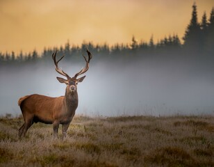 Fototapeta premium Deer male buck