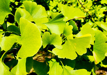 Autumn Ginkgo leaves on the tree