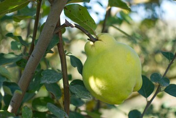 Ripe yellow quince fruit grow on quince tree with green foliage. Space for copy