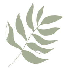 Green leaf aesthetic png, transparent background