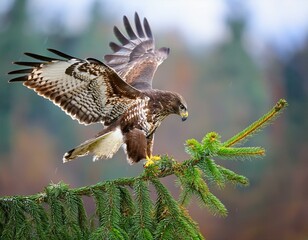 Fototapeta premium female The Bengal eagle-owl