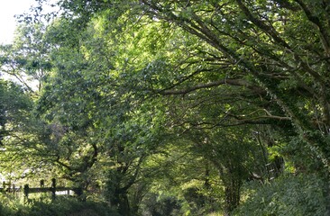 Obraz premium La campagne au printemps à Briec en Bretagne Cornouailles 