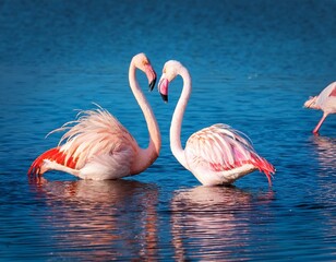 Two pink flamingos making a heart shape