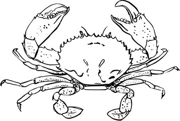 Obraz premium Seafood crab. Hand drawn vector illlustation on white background