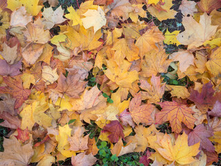 abstract background of autumn leaves