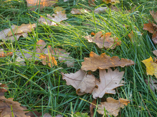 dew on green grass and fallen leaves