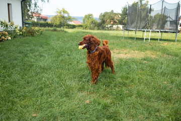 Happy funny Irish Setter dog enjoying and playing with ball toy outdoors at green grass lawn at...