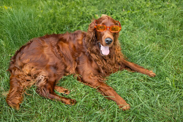 Happy funny brown Irish Setter dog in a orange plastic sunglasses lies on the grass in a summer park outdoors lawn at backyard. 