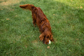 Happy funny Irish Setter dog enjoying and playing with ball toy outdoors at green grass lawn at...