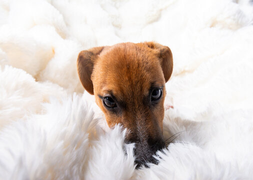 Chiot Jackrussel