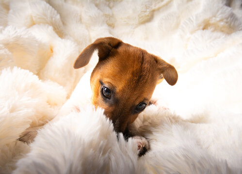 Chiot Jackrussel