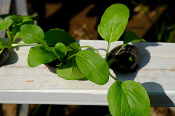 spinach and mustard greens grown by the hydroponic method. the hydroponic method is one method in agriculture. using water as a substitute for soil media. hydroponics are much-loved by urban residents