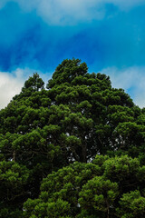 Obraz premium 山形県 鮭川村 小杉の大杉