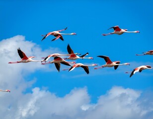 Flock of birds seagulls pelicans and flamingos migrating