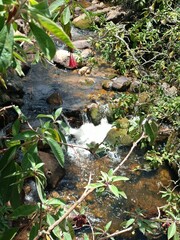 stream in the forest