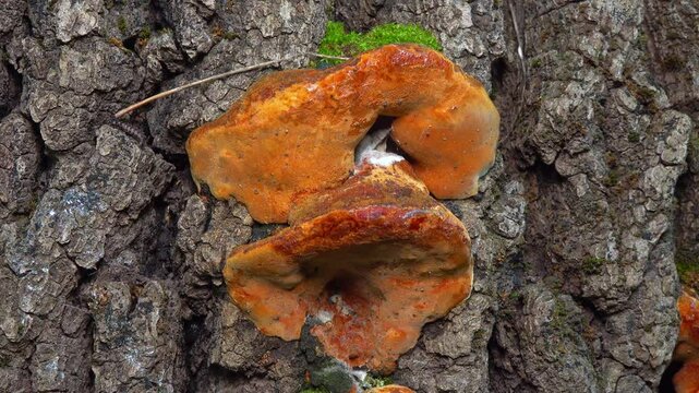 Phellinus robustus - saprophytic wood fungus on an old oak tree stump in a garden