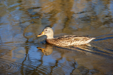 Mallard duck swimming in water. Female wild duck on autumn lake