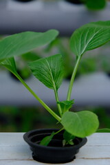 spinach and mustard greens grown by the hydroponic method. the hydroponic method is one method in agriculture. using water as a substitute for soil media. hydroponics are much-loved by urban residents