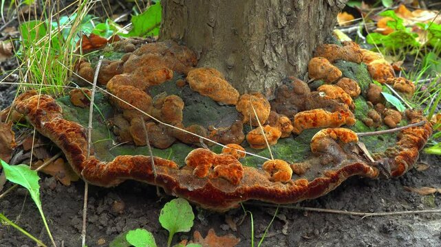 Phellinus robustus - saprophytic wood fungus on an old oak tree stump in a garden