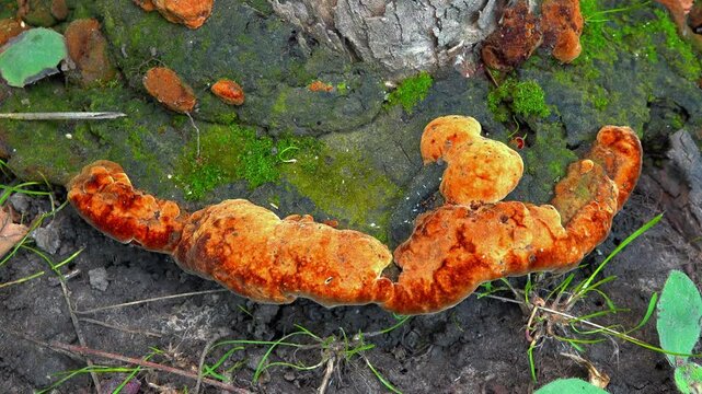 Phellinus robustus - saprophytic wood fungus on an old oak tree stump in a garden