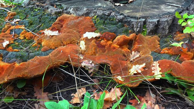 Phellinus robustus - saprophytic wood fungus on an old oak tree stump in a garden