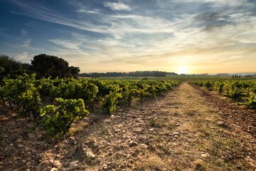 A Beautiful and Vibrant Vineyard Nestled Under a BreathTaking Golden Sunset Sky