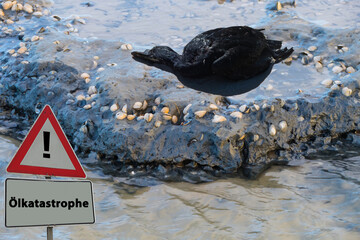 Ölkatastrophe toter Vogel auf Strand
