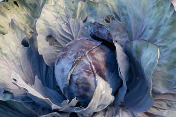 Obraz premium Red cabbage growing in garden. Soon ready to harvest cabbage plant with large green leaves. Lush summer vegetable background. Blue Kraut, Red Kraut or Brassica oleracea.